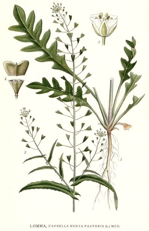Wildkräuter im Januar - Hirtentäschel - Capsella bursa-pastoris
